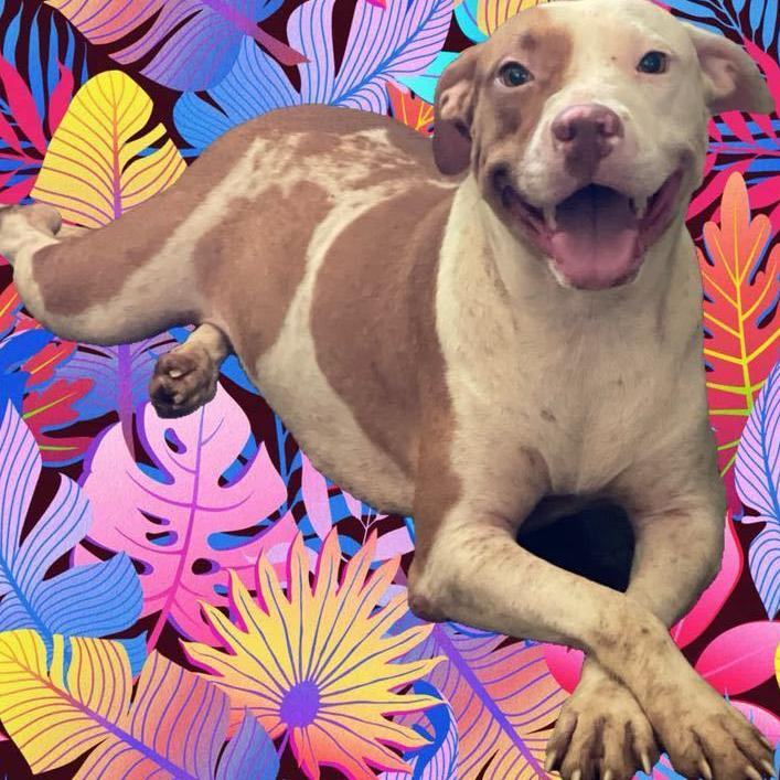 Rukka, an adoptable Mixed Breed in San Juan, PR_image-1