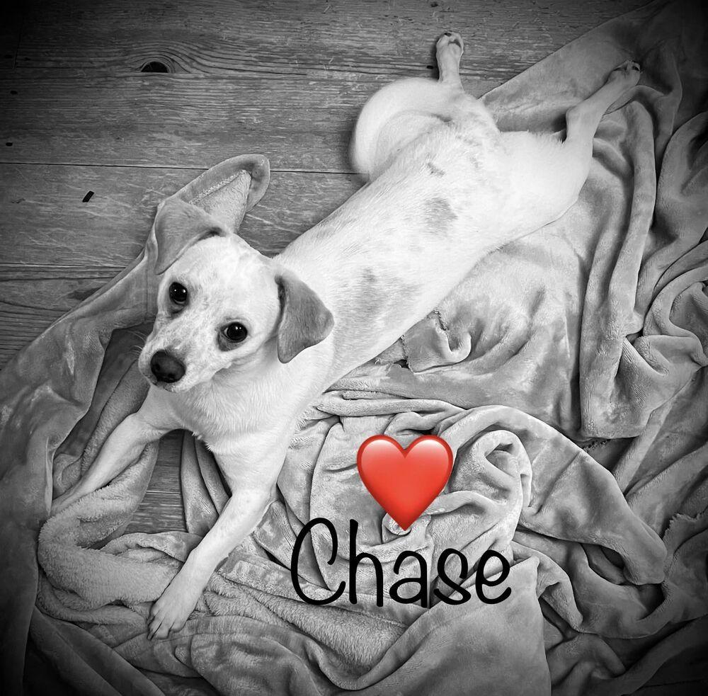 Chase, Adoptable, Young Male Jack Russell Terrier & Chihuahua.