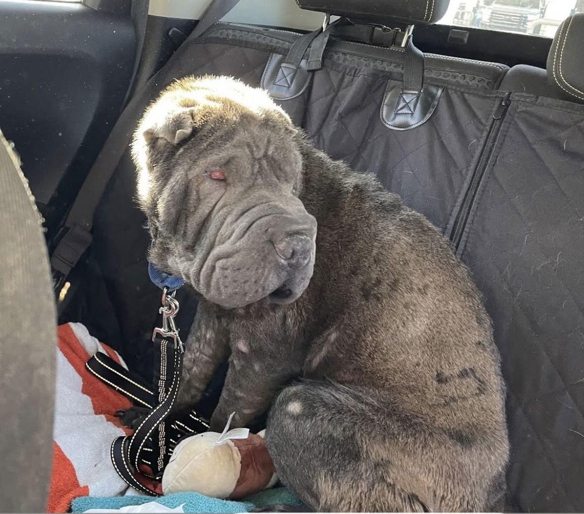 Slate, Adoptable, Adult Male Shar-Pei.