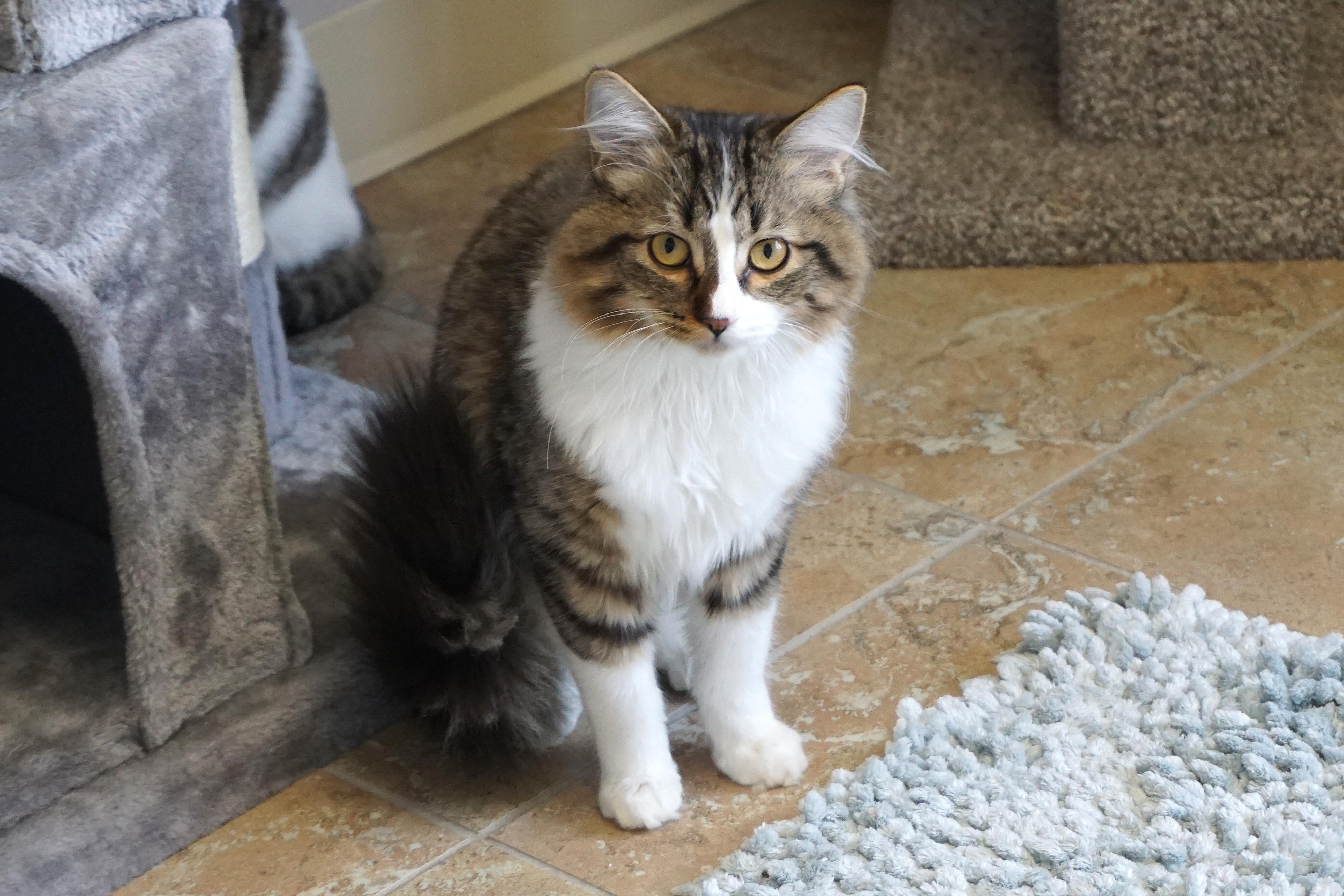 Enlarge Bettina, a ADOPTABLE Domestic Medium Hair in Fountain Hills, AZ image 2/5