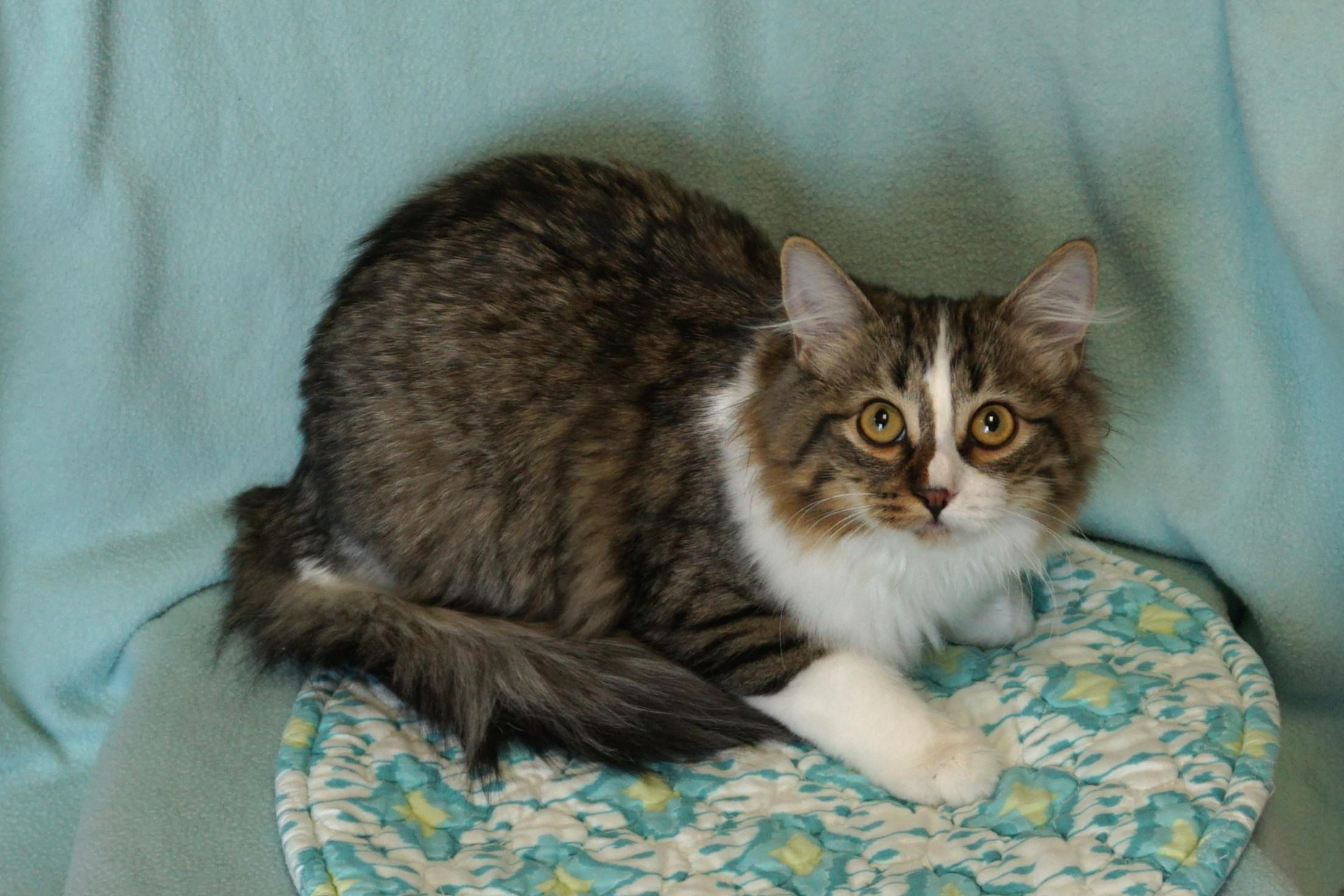 Enlarge Bettina, a ADOPTABLE Domestic Medium Hair in Fountain Hills, AZ image 4/5