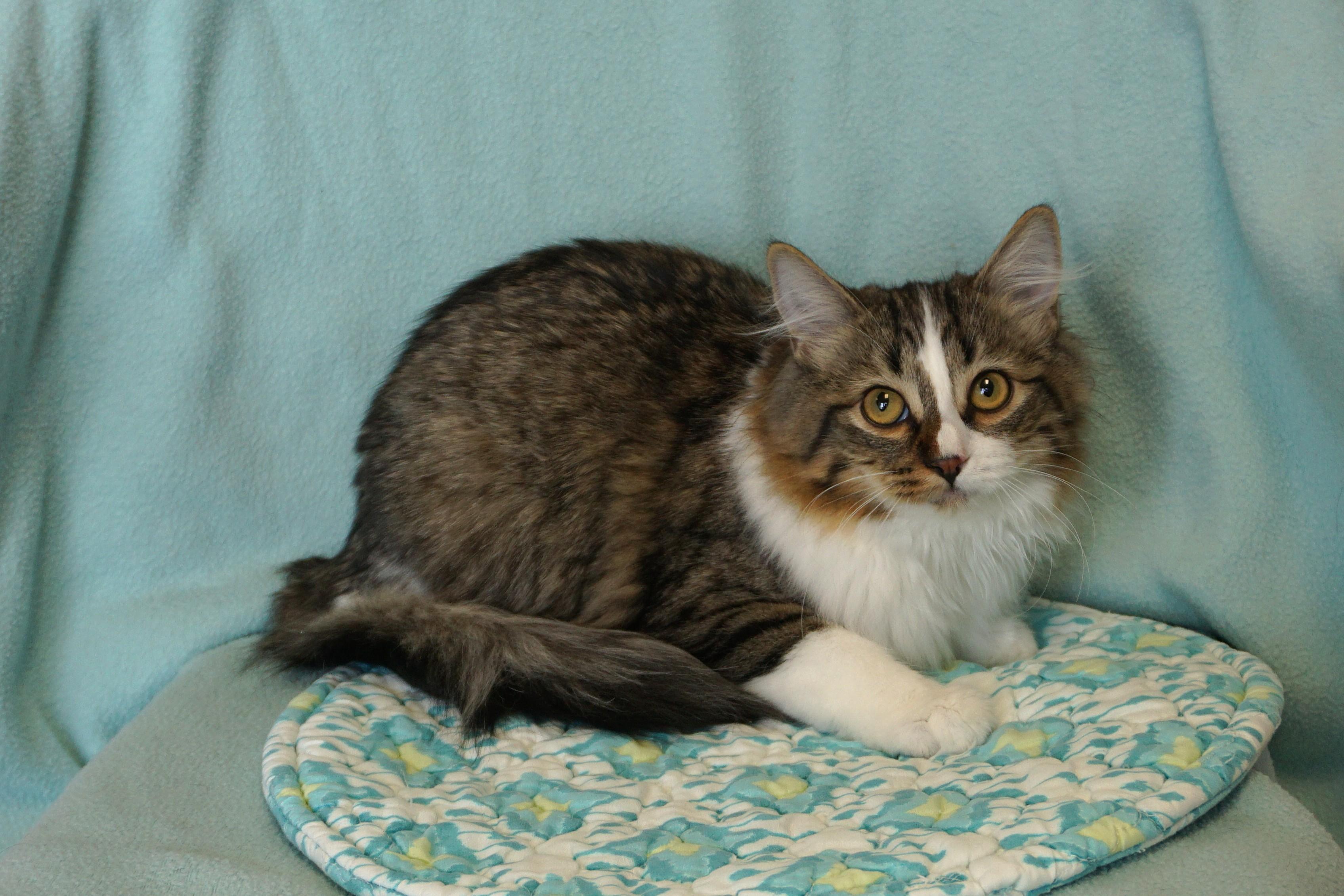 Enlarge Bettina, a ADOPTABLE Domestic Medium Hair in Fountain Hills, AZ image 5/5
