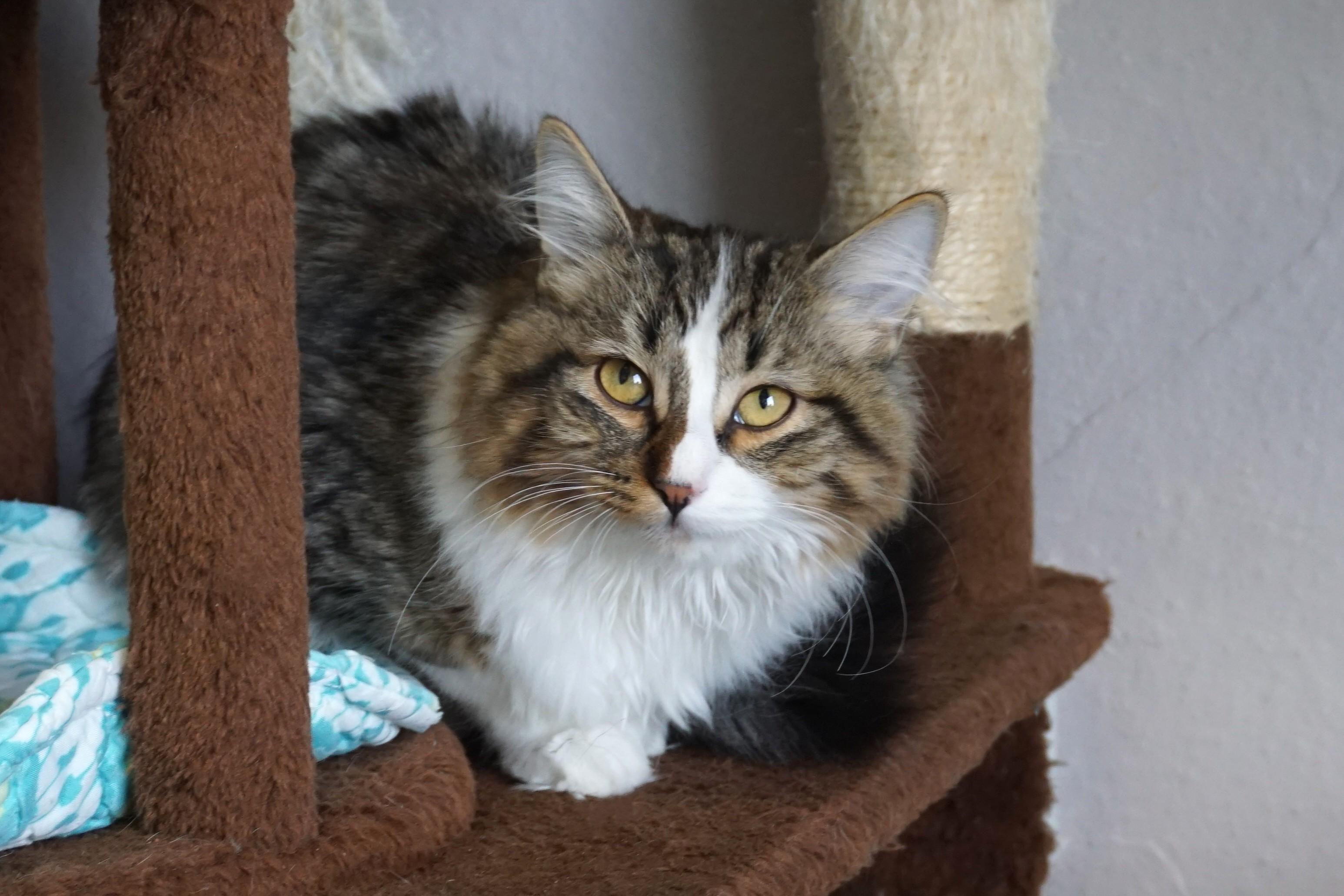 Bettina, ADOPTABLE, Kitten Female Domestic Medium Hair.