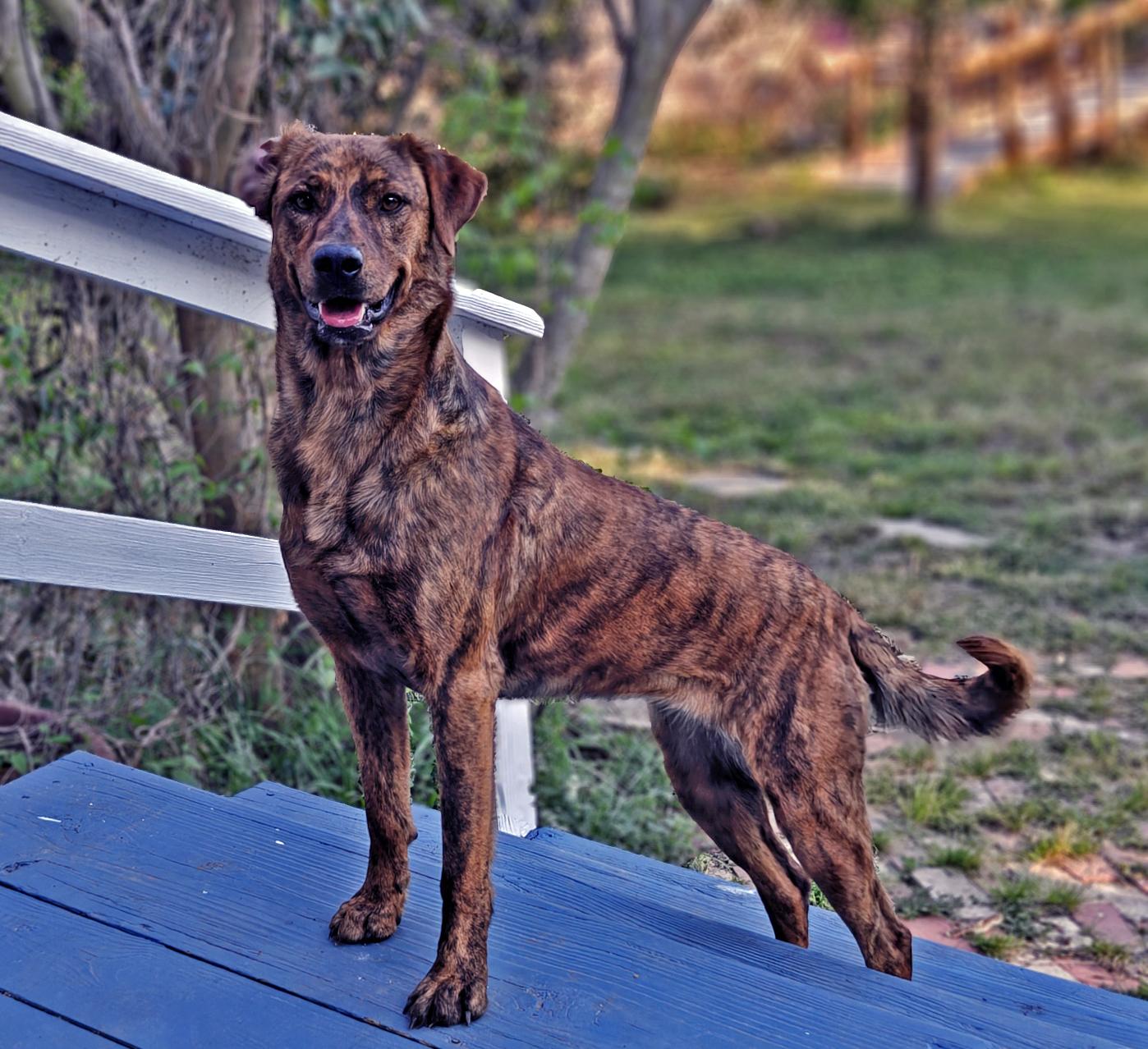 Brandy, ADOPTABLE, Adult Female Chesapeake Bay Retriever & Retriever.