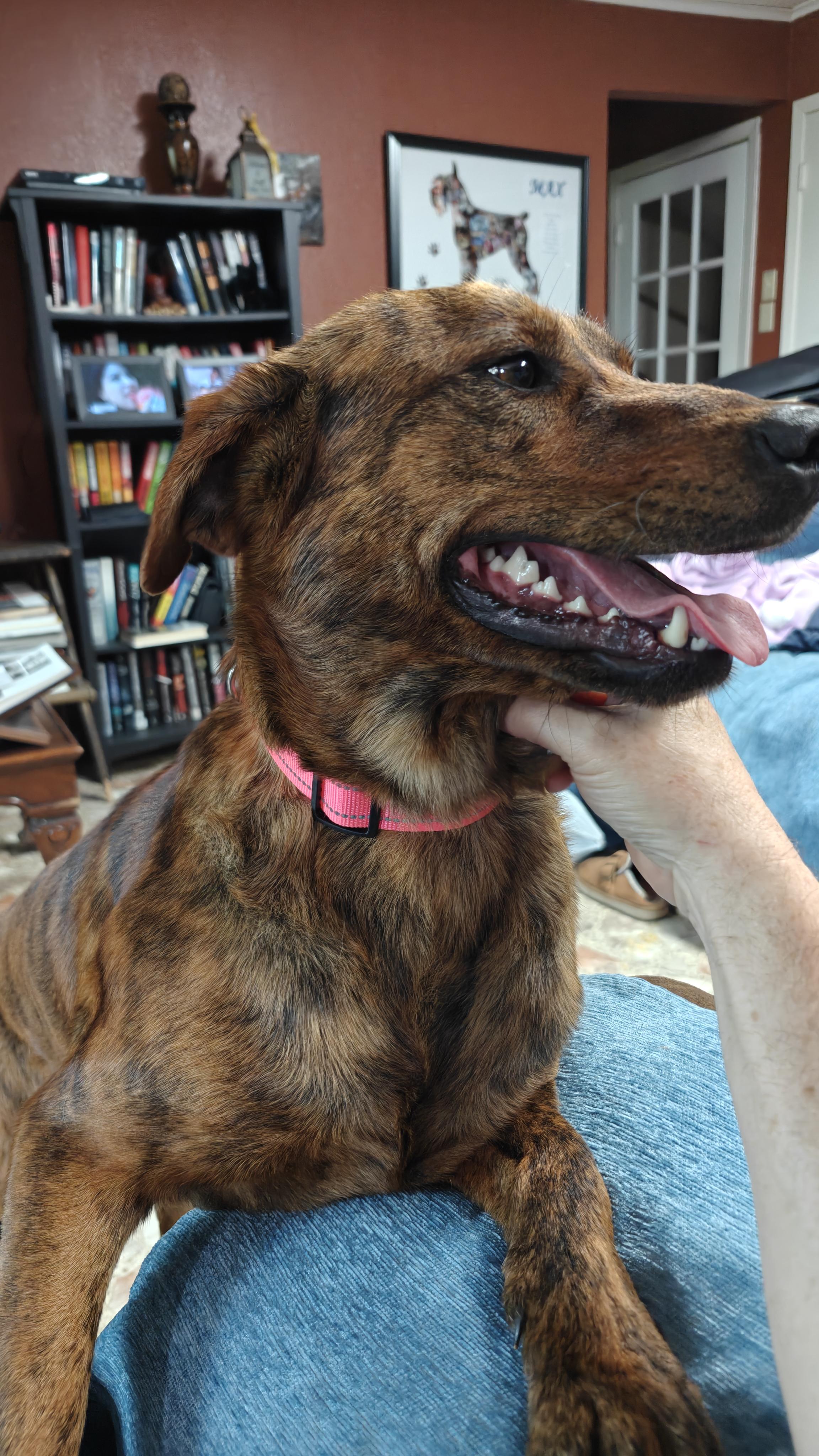 Brandy, a ADOPTABLE mixed breed in Mineola, TX image 2/2