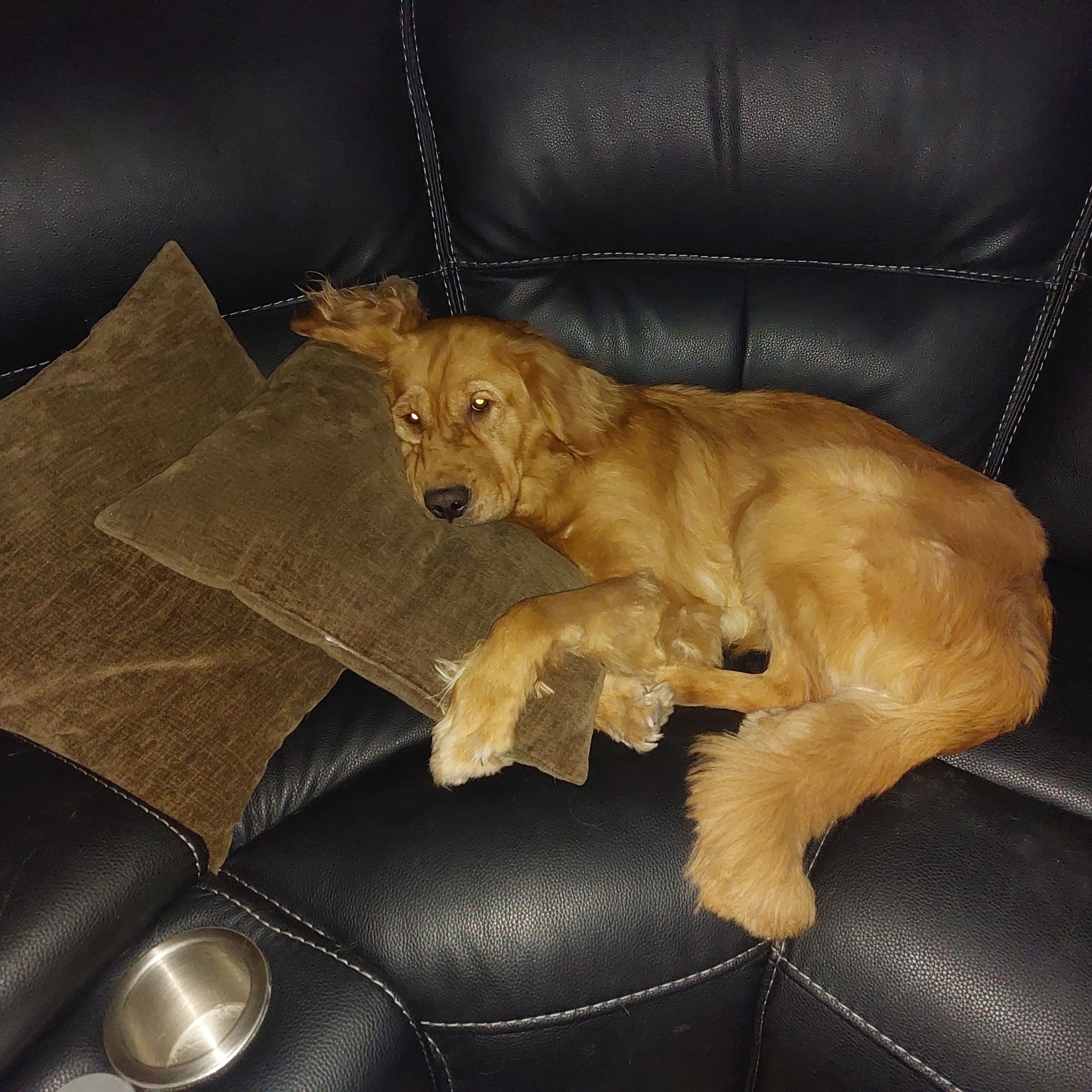 Presley, an adopted Golden Retriever in West Hollywood, CA image 2/2