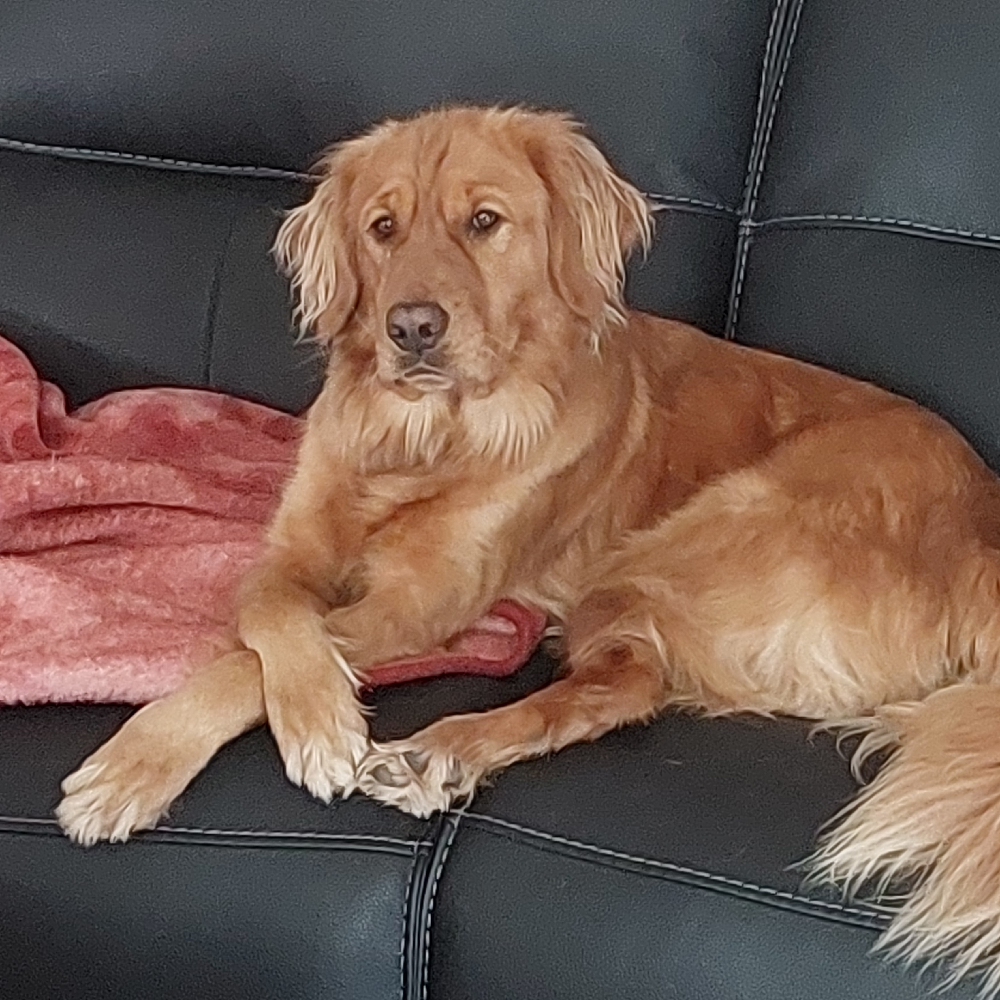 Presley, an adopted Golden Retriever in West Hollywood, CA image 1/2