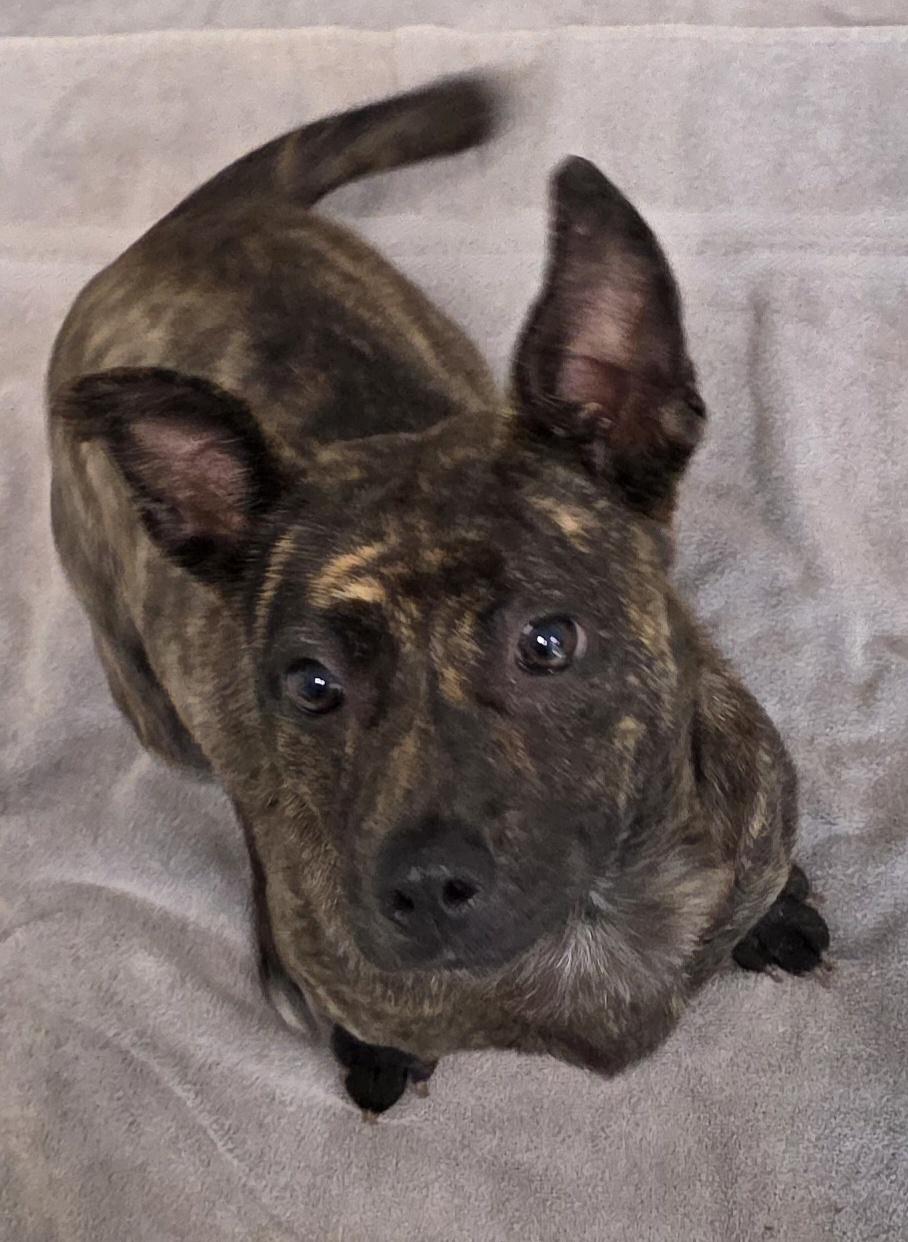 Enlarge Monica, an adopted mixed breed in Momence, IL image 2/2