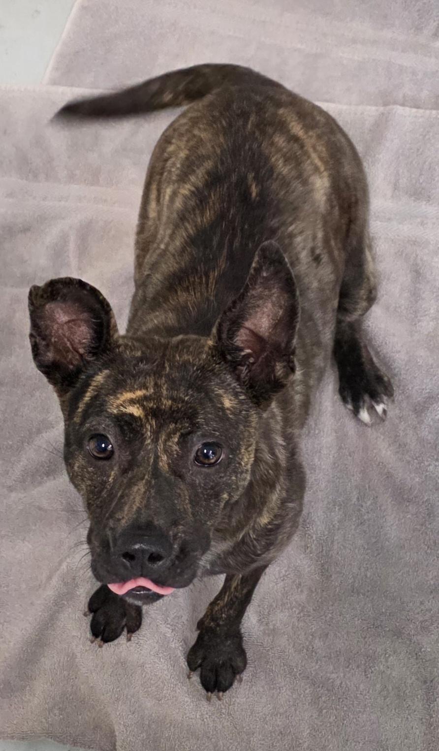 Monica, adopted, Young Female Pit Bull Terrier.