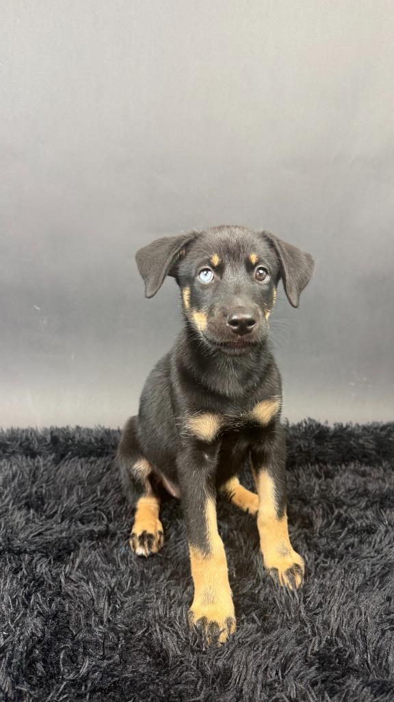 Beauty, Adoptable, Puppy Female Husky & Shepherd.