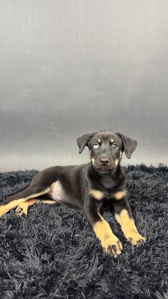 Enlarge Beauty, a Adoptable mixed breed in Phoenix, AZ image 4/6