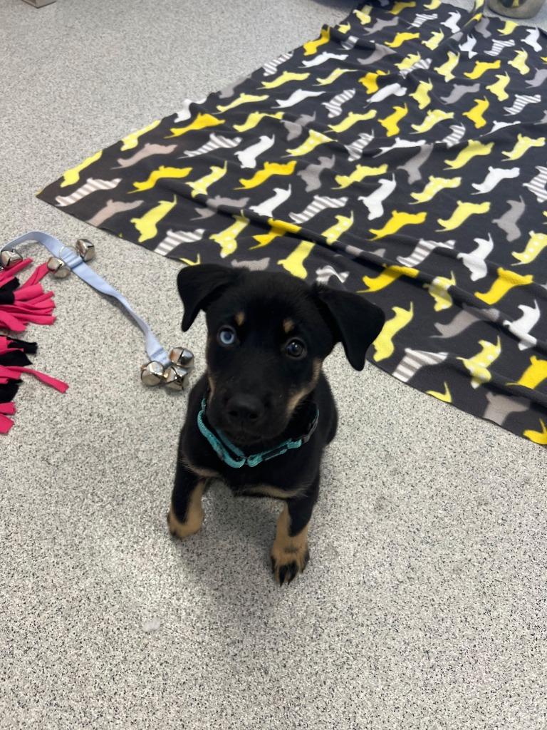 Enlarge Beauty, a Adoptable mixed breed in Phoenix, AZ image 6/6