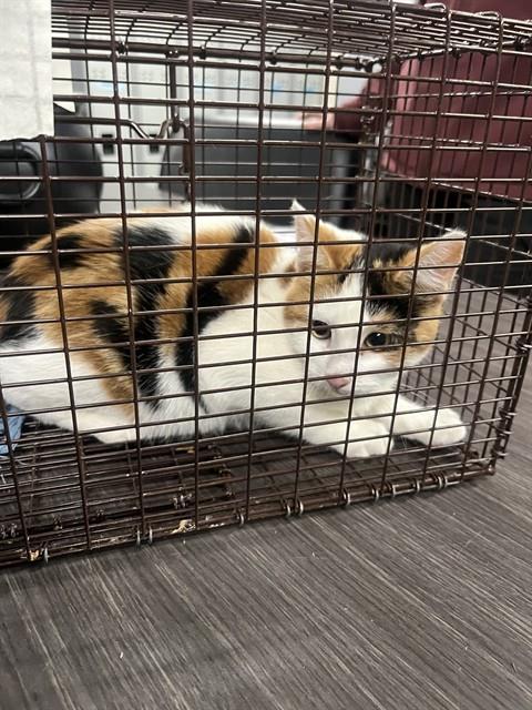 MARLA, Adoptable, Young Female Domestic Short Hair.