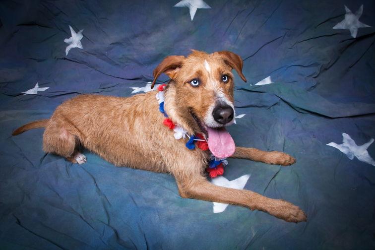 Chancey, Adopted, Adult Male Irish Setter & Irish Wolfhound.