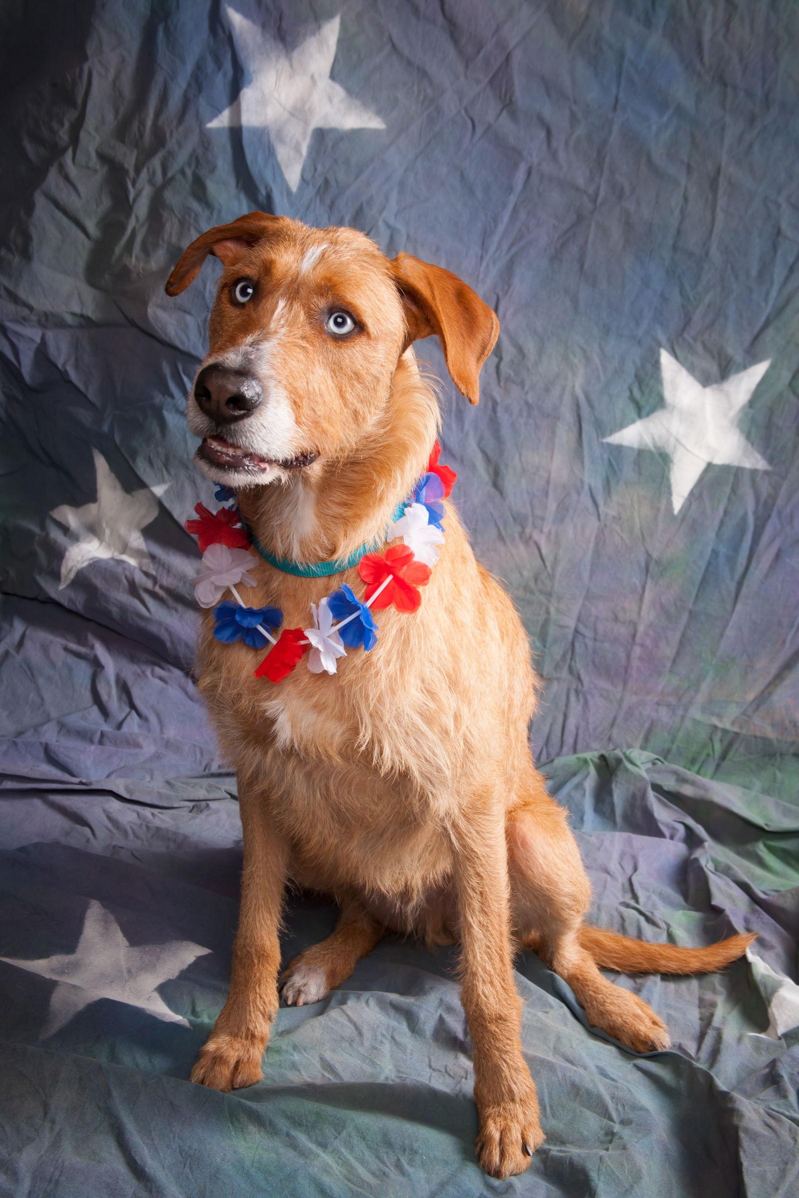 Enlarge Chancey, a Adopted mixed breed in Elizabethtown, PA image 2/3