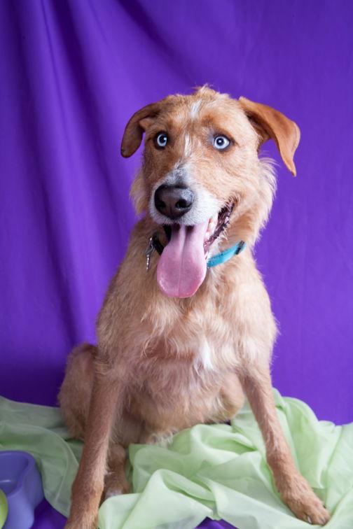 Enlarge Chancey, a Adopted mixed breed in Elizabethtown, PA image 3/3