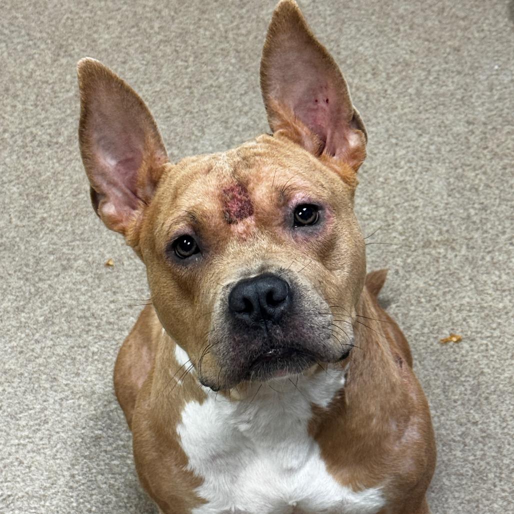 Lucinda, Adoptable, Adult Female Pit Bull Terrier.