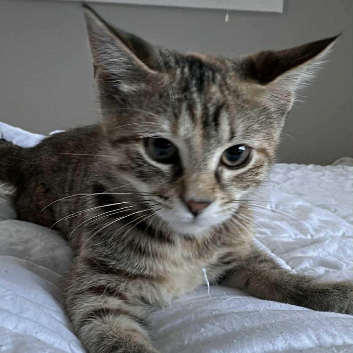 Amber , ADOPTABLE, Kitten Female Domestic Short Hair.