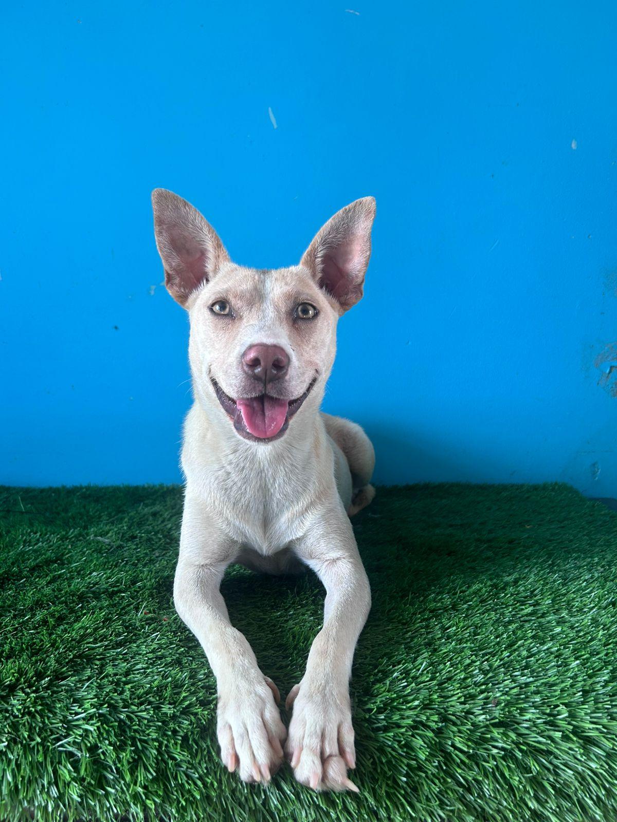 Enlarge Wera, a Adoptable mixed breed in Tijuana, BCN image 1/2