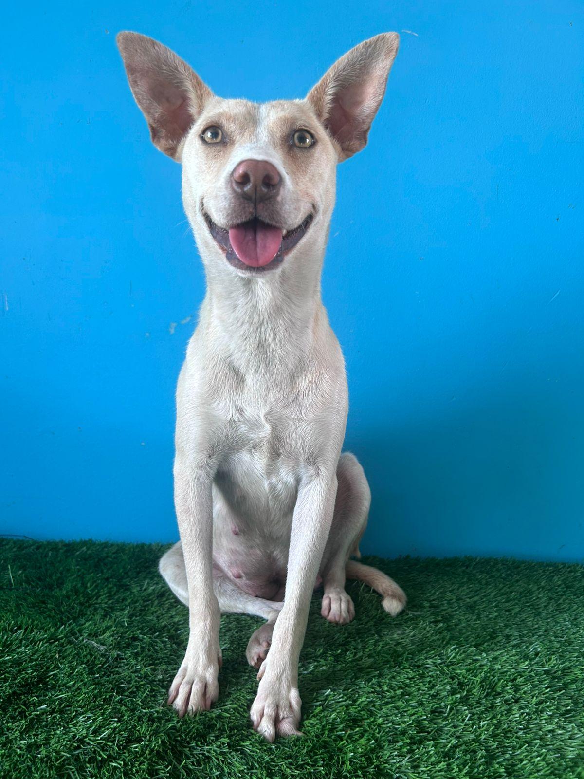 Enlarge Wera, a Adoptable mixed breed in Tijuana, BCN image 2/2