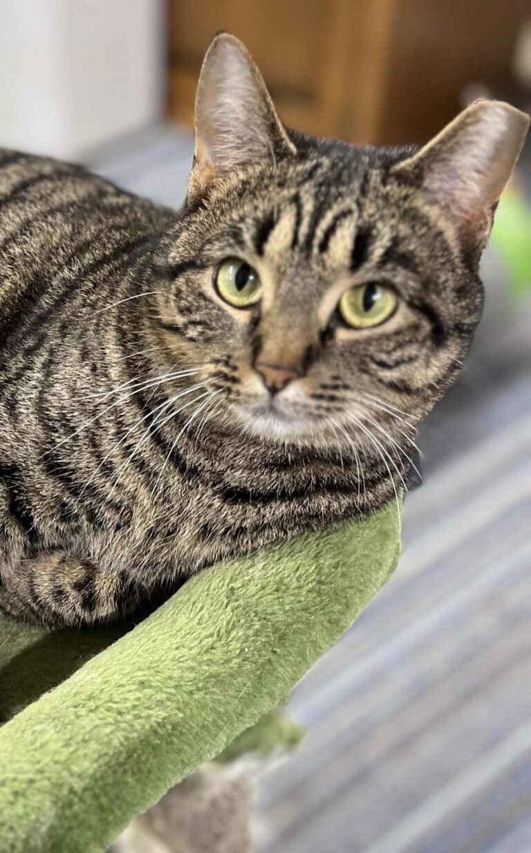 Princess, Adoptable, Adult Female Domestic Short Hair.