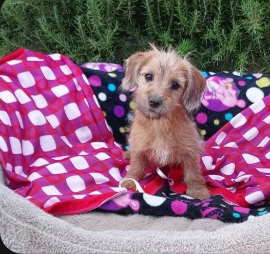Willow, Adopted, Puppy Female Yorkshire Terrier.