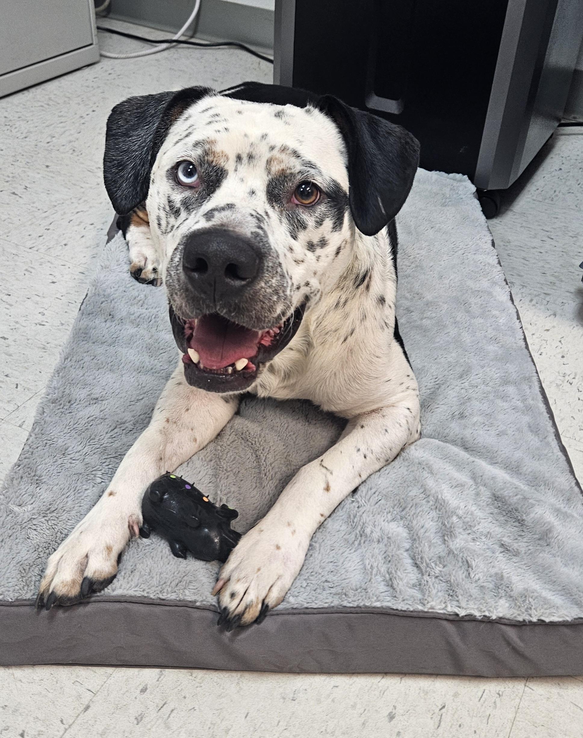 Kiko, Adoptable, Adult Male Terrier.