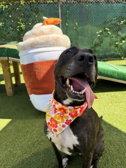 Enlarge Noelle, a Adoptable mixed breed in Wantagh, NY image 2/3