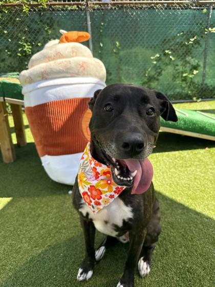 Enlarge Noelle, a Adoptable mixed breed in Wantagh, NY image 2/3