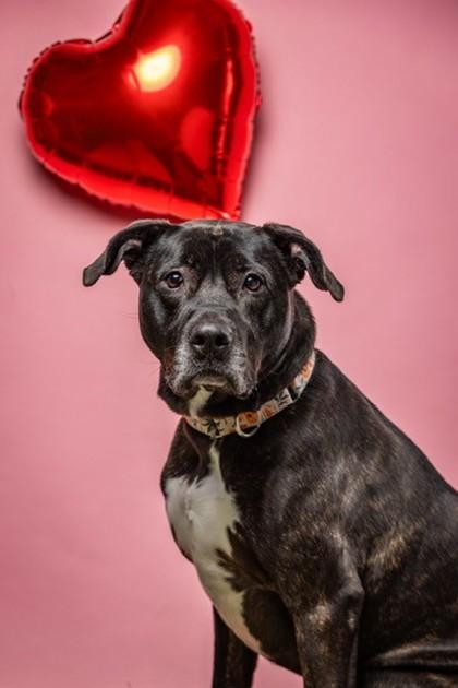 Enlarge Noelle, a Adoptable mixed breed in Wantagh, NY image 2/3