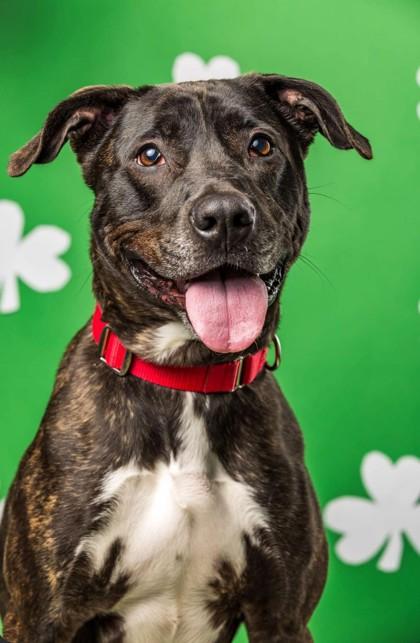 Enlarge Noelle, a Adoptable mixed breed in Wantagh, NY image 3/3