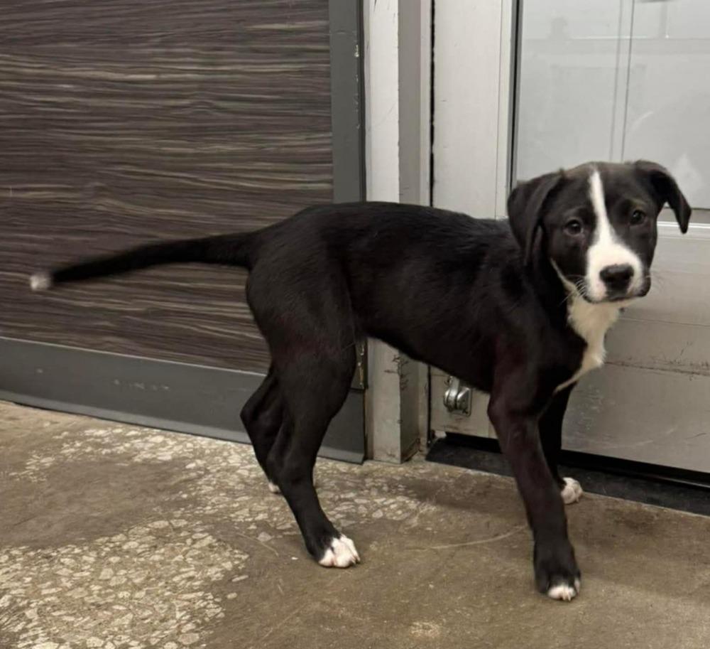 Seagull, Adoptable, Puppy Female Pit Bull Terrier.