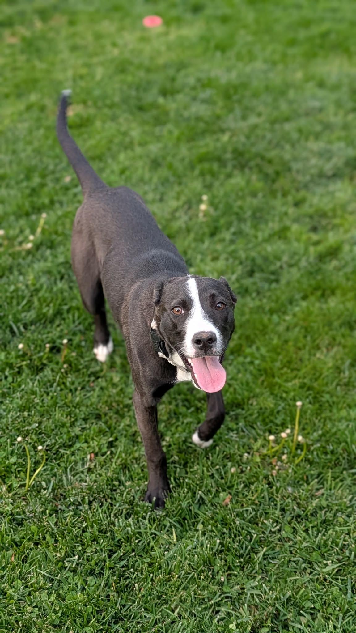 Seagull, a Adoptable mixed breed in New Baltimore, MI image 1/4