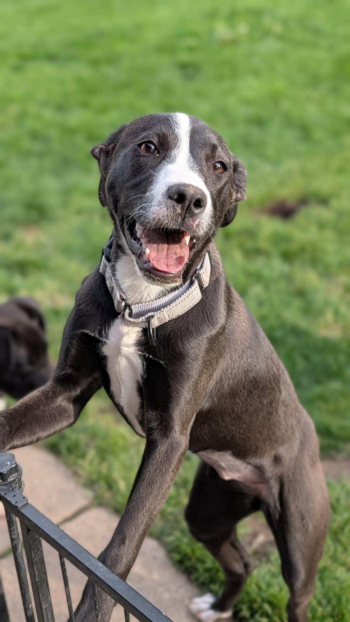 Seagull, Adoptable, Puppy Female Pit Bull Terrier.