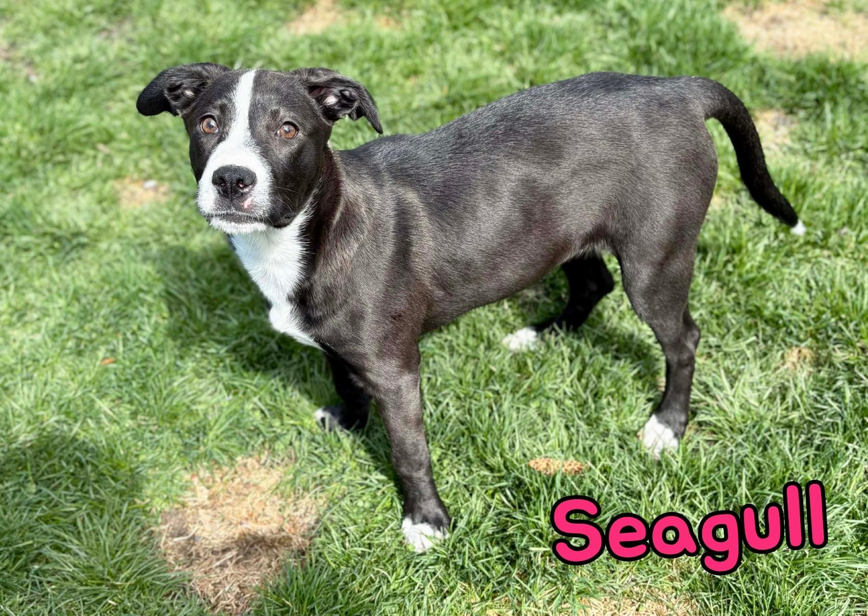 Seagull, Adoptable, Puppy Female Pit Bull Terrier.
