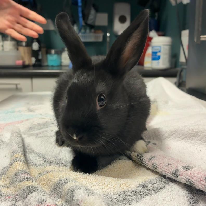 Enlarge Young Miko, a Adoptable mixed breed in Providence, RI image 1/3