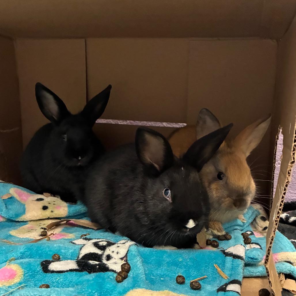 Enlarge Young Miko, a Adoptable mixed breed in Providence, RI image 3/3