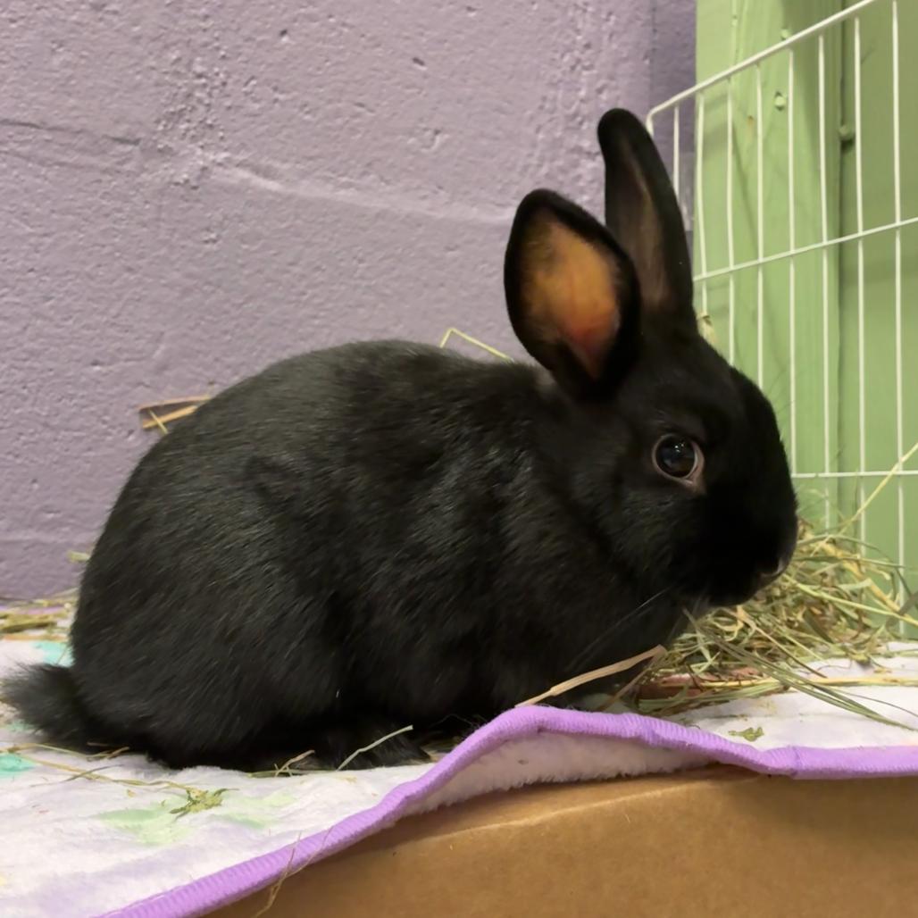 Enlarge Young Miko, a Adoptable mixed breed in Providence, RI image 5/6