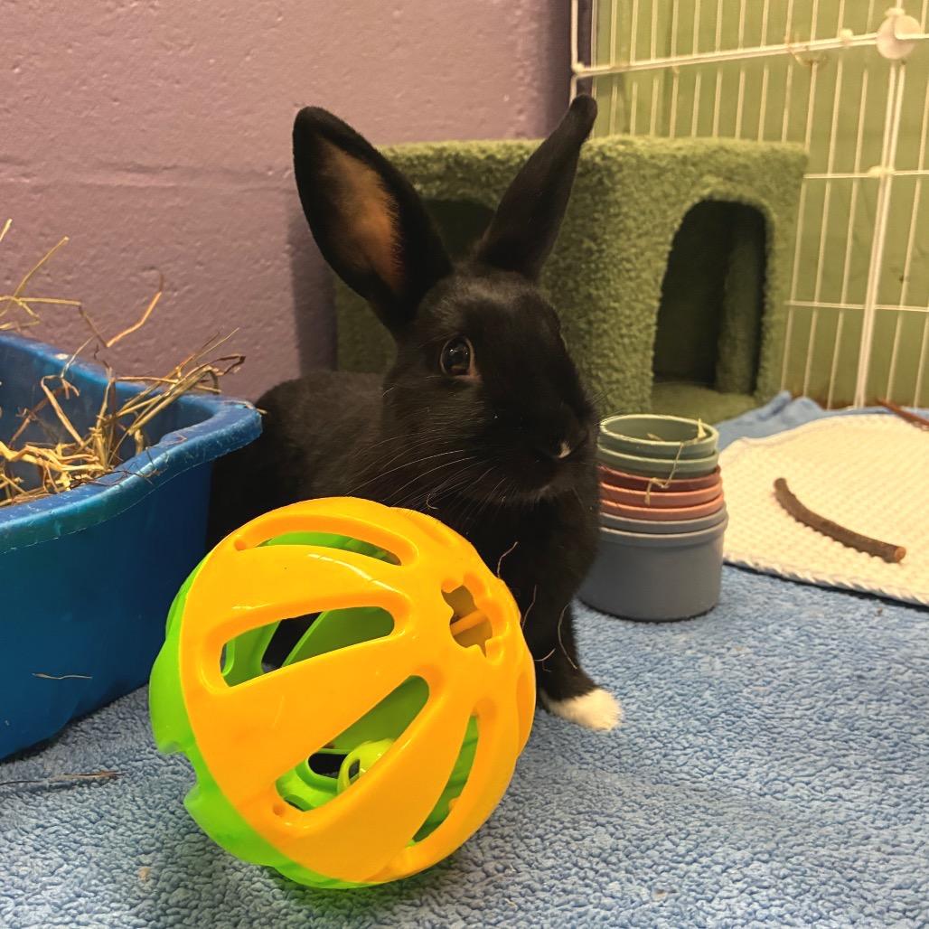 Enlarge Young Miko, a Adoptable mixed breed in Providence, RI image 6/6