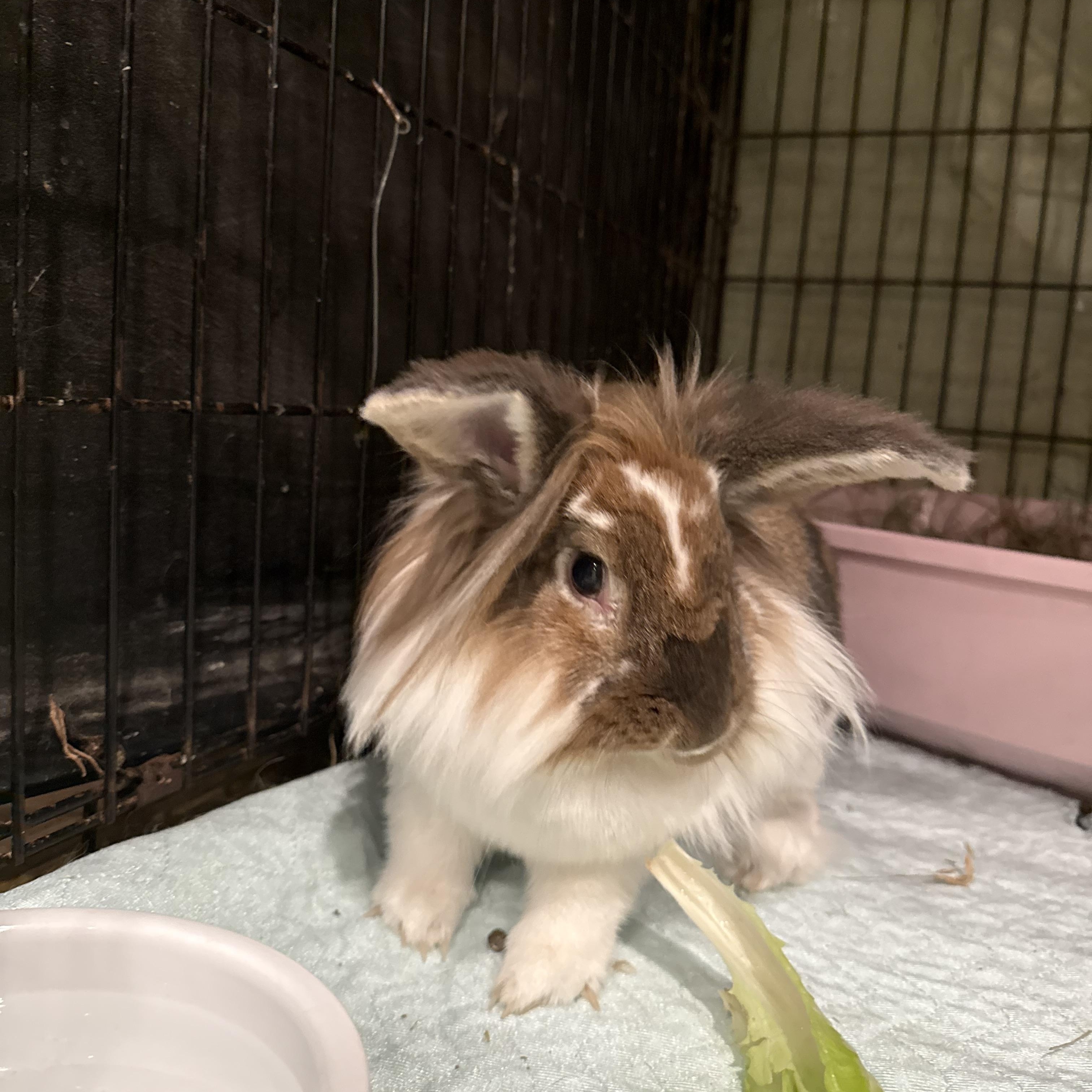 Enlarge Simba, a ADOPTABLE Lionhead in Norwalk, CT image 3/3