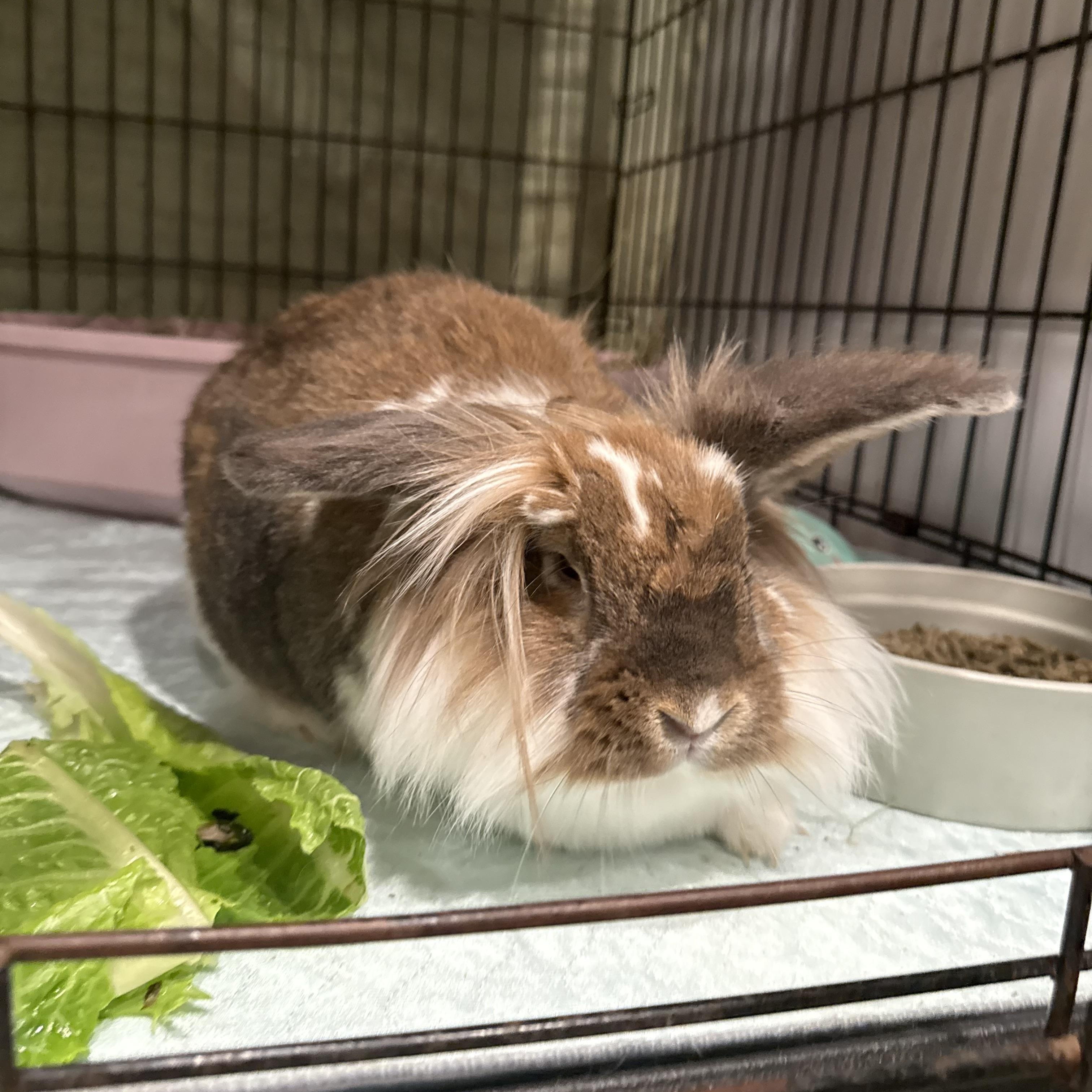 Enlarge Simba, a ADOPTABLE Lionhead in Norwalk, CT image 2/3