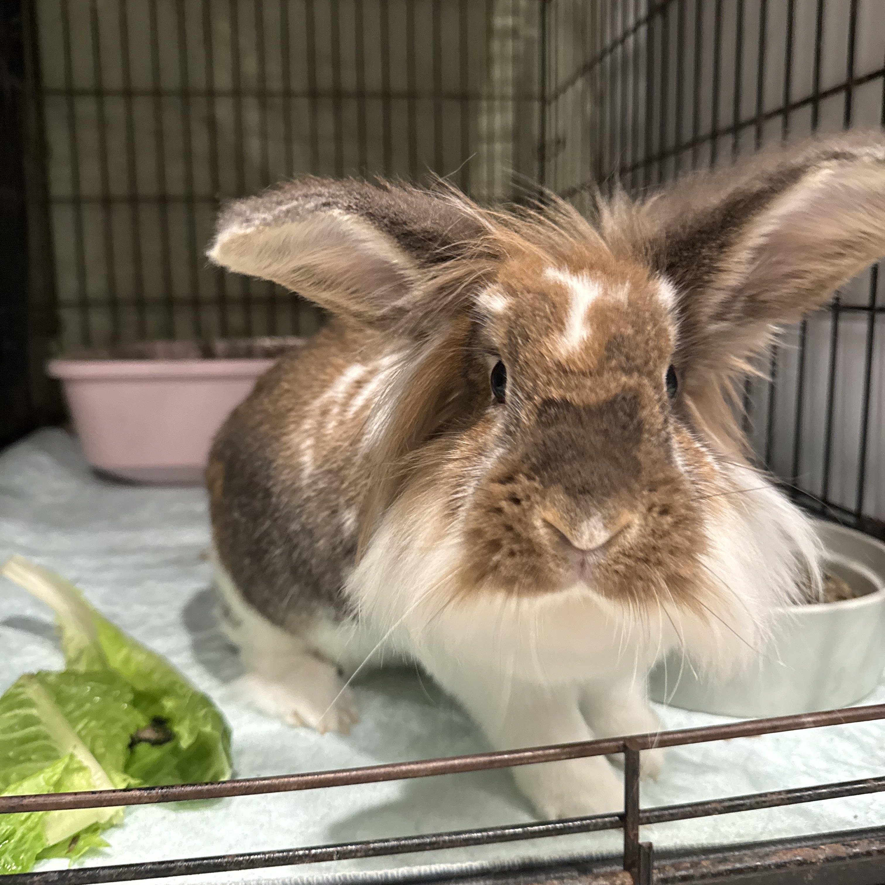 Enlarge Simba, a ADOPTABLE Lionhead in Norwalk, CT image 1/3