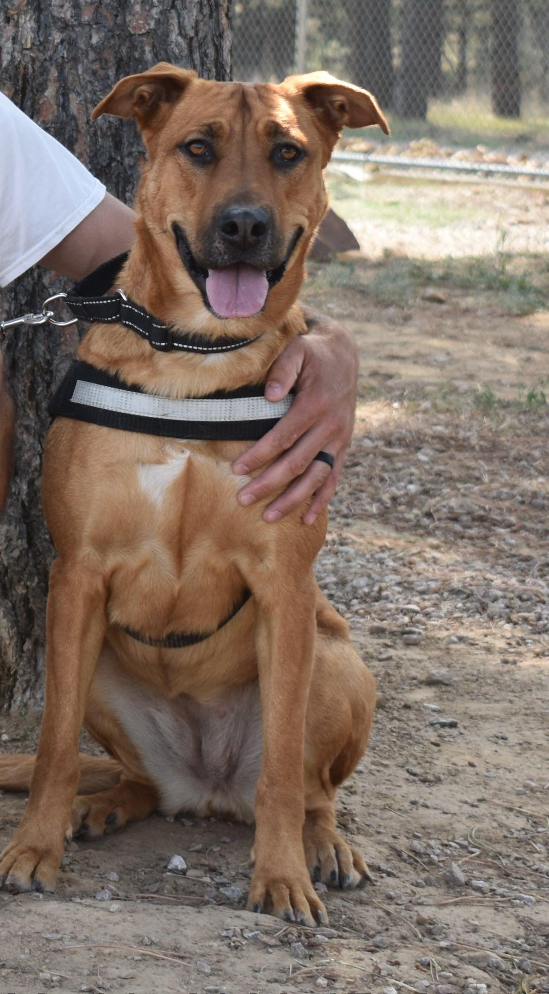 Apple Cider, Adoptable, Young Female Black Mouth Cur & Rhodesian Ridgeback.