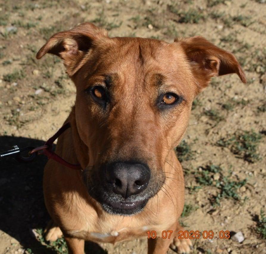 Enlarge Apple Cider, a Adoptable mixed breed in Newcastle, WY image 2/3