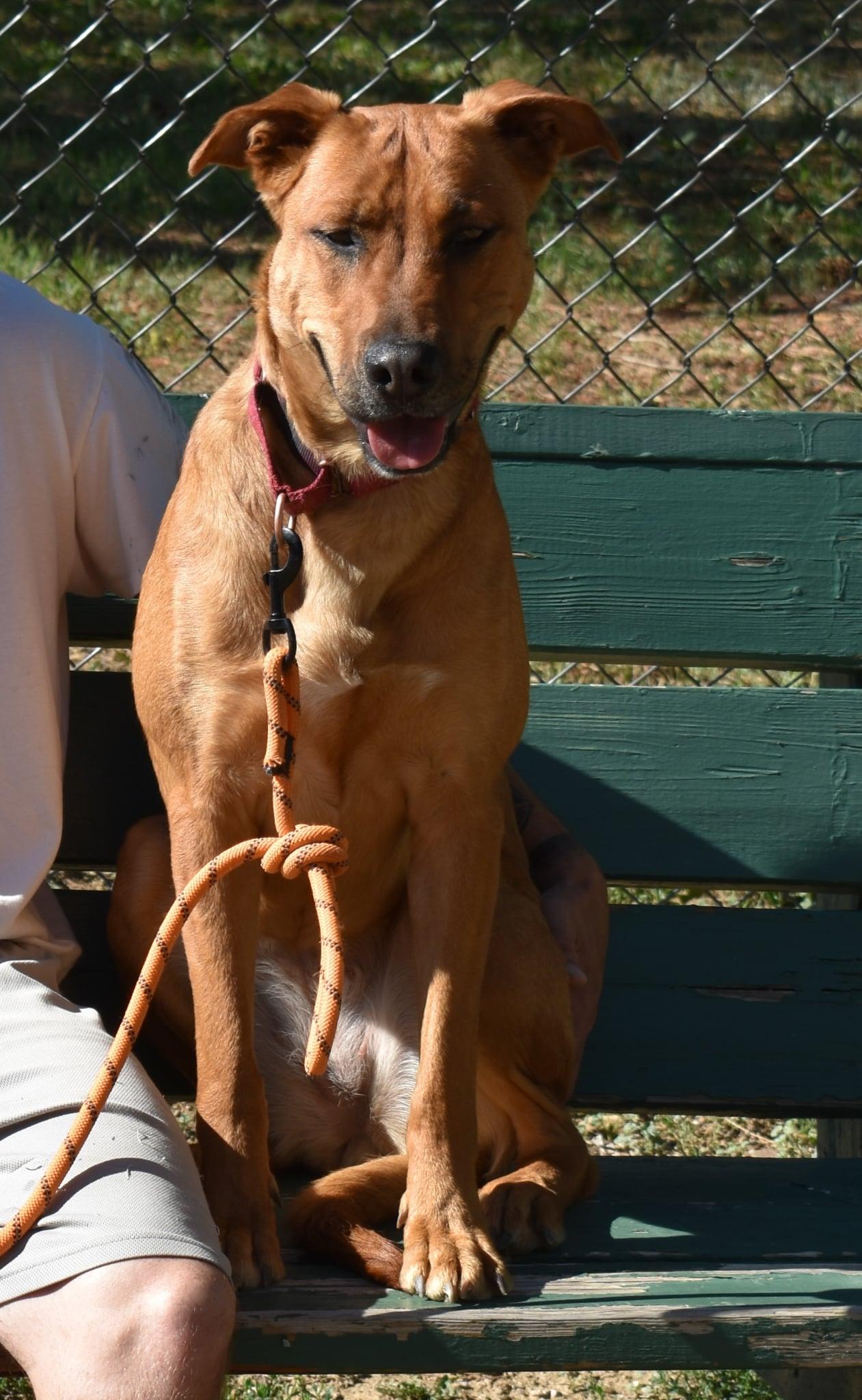 Enlarge Apple Cider, a Adoptable mixed breed in Newcastle, WY image 3/3