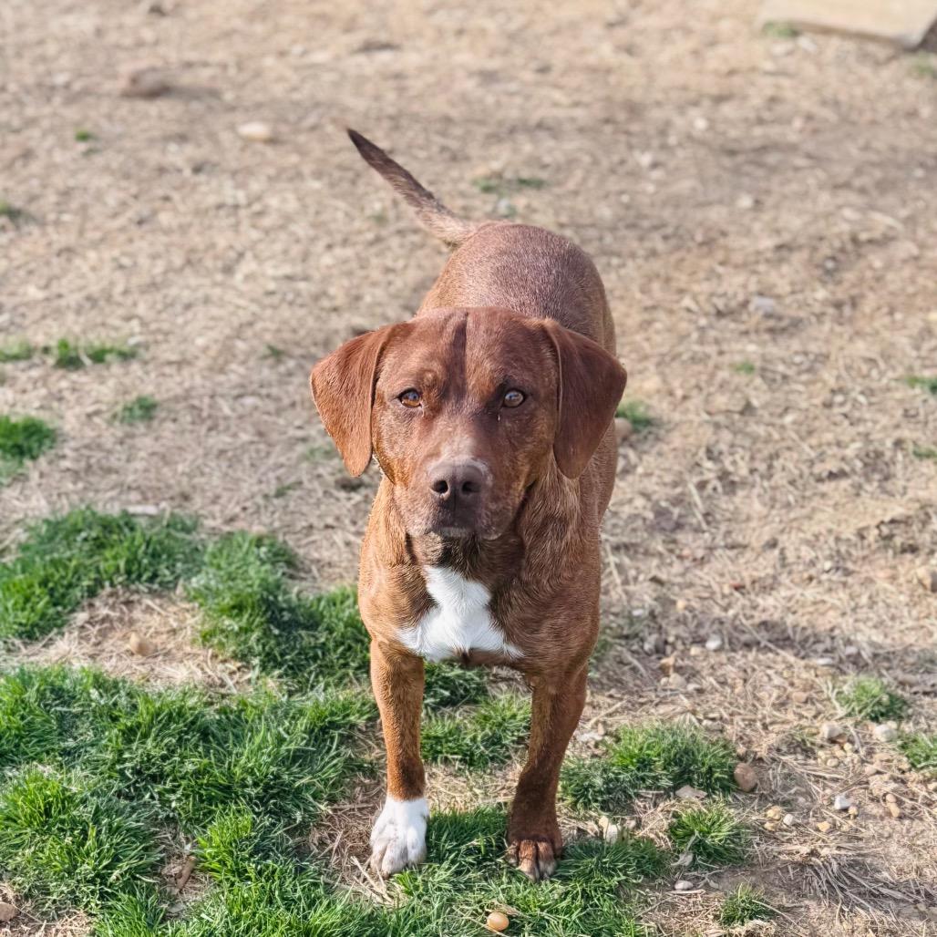 Jasper — thumbnail 2