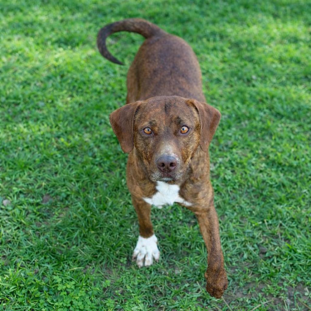 Jasper — thumbnail 3