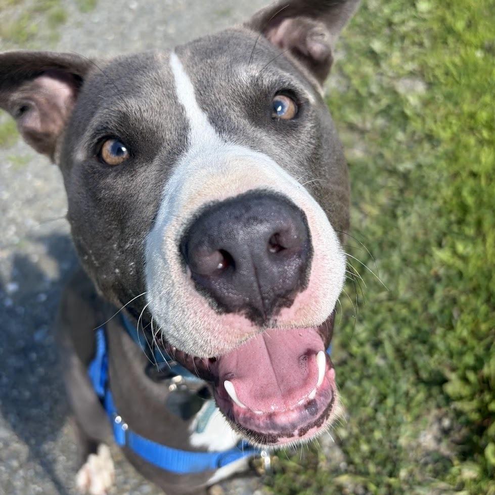 Enlarge Linkedin, a Adoptable Mixed Breed in Bangall, NY image 1/6