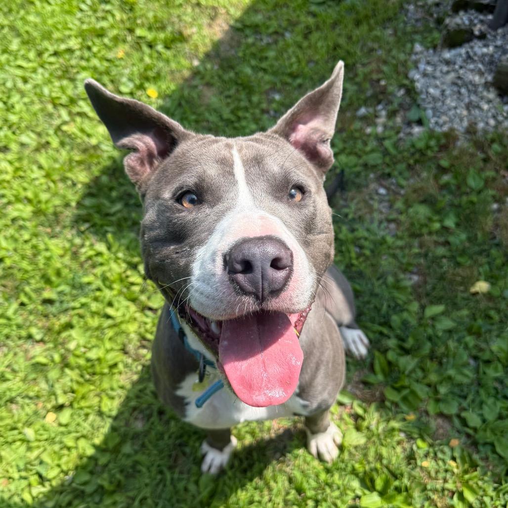 Enlarge Linkedin, a Adoptable Mixed Breed in Bangall, NY image 2/6