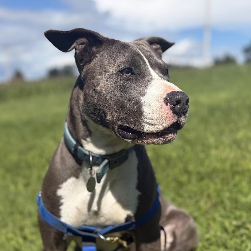 Enlarge Linkedin, a Adoptable Mixed Breed in Bangall, NY image 3/6